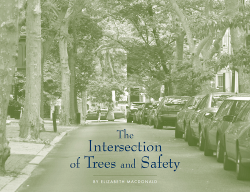 The Intersection of Trees and Safety